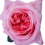 Pink Xpression Roses de jardin d'Equateur Ethiflora